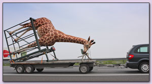 Giraffe op transport