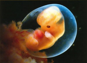 Britse embryo's vogelvrij