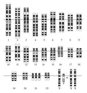 Chromosomenkaart