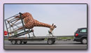 Giraffe op transport
