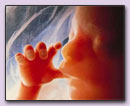 Wereldwijd gebed voor ongeboren kind