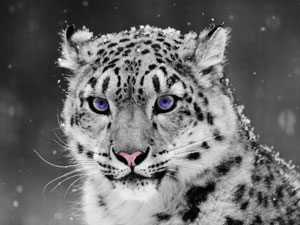 Witte Jaguar