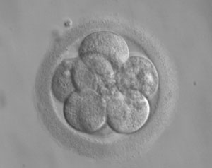 Verruiming embryowet